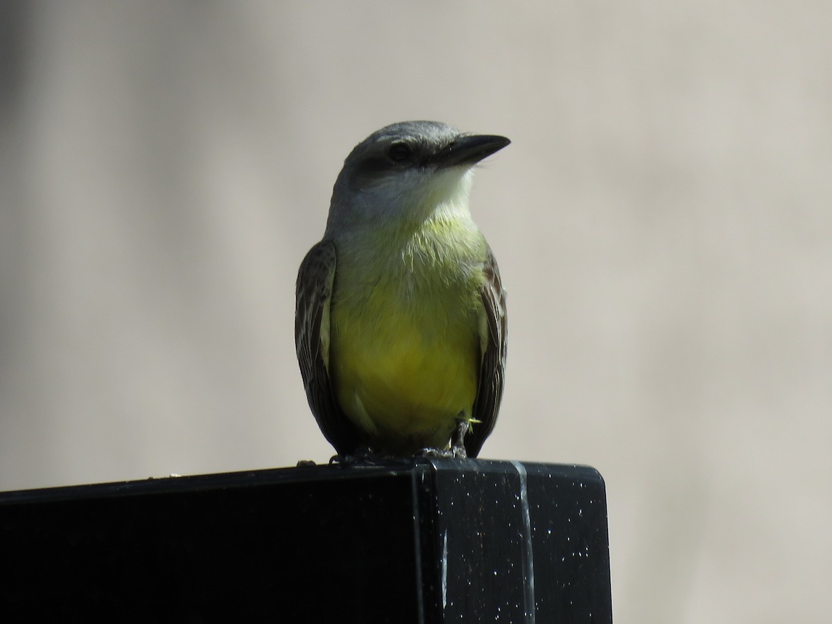 Tropical Kingbird - ML651687142