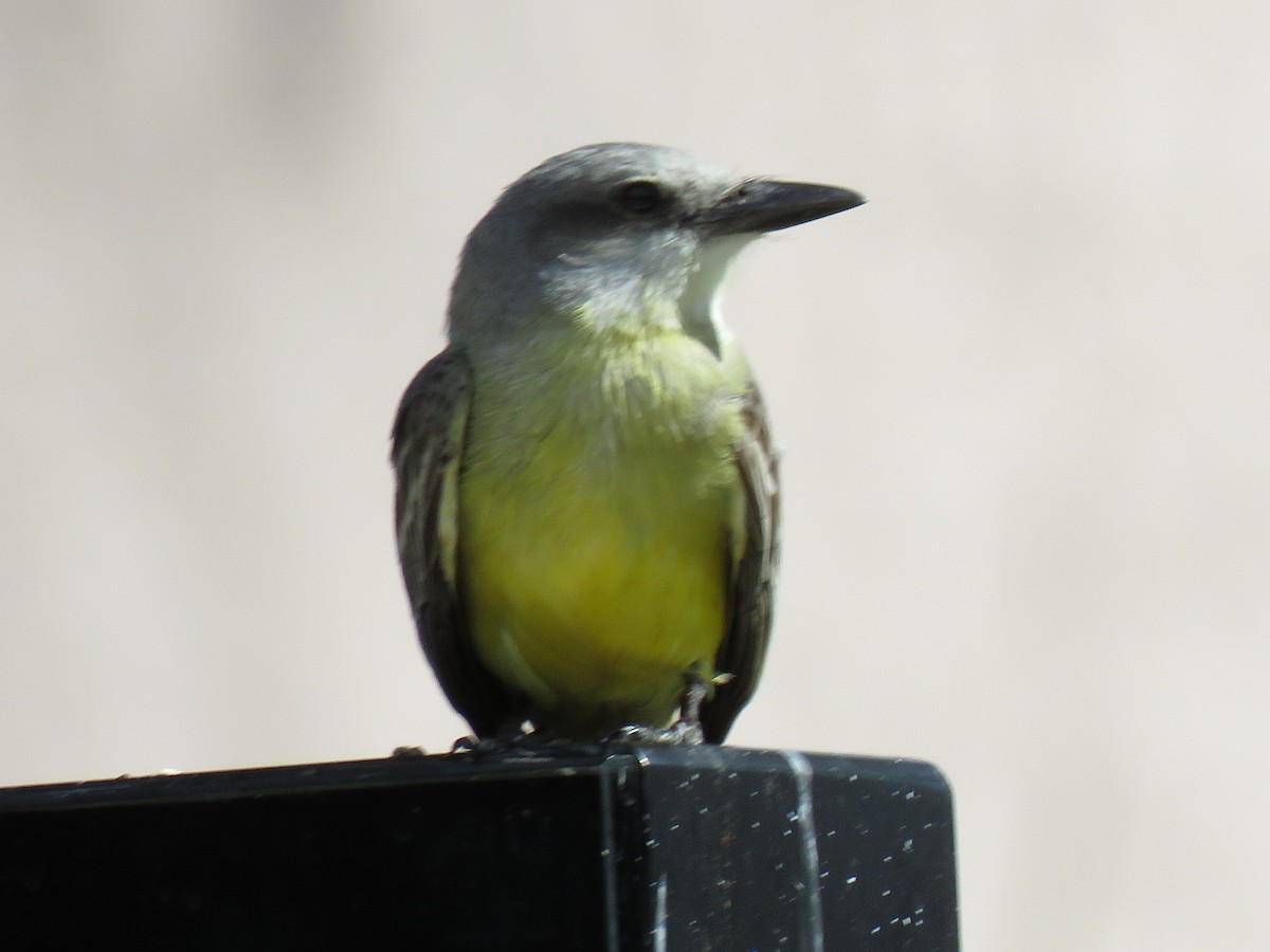 Tropical Kingbird - ML651687162