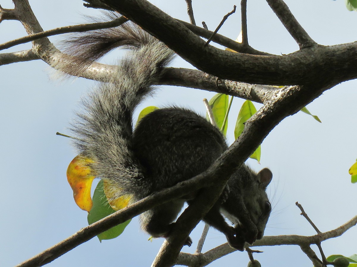 Animals - ML651687199