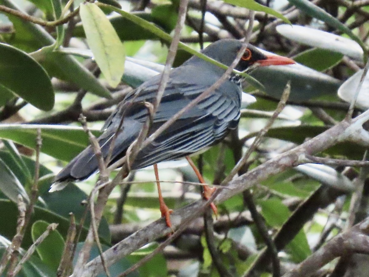 Eastern Red-legged Thrush - ML651687218