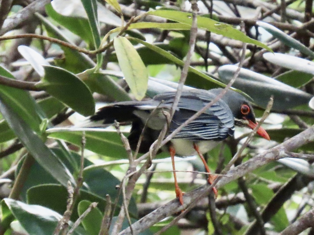 Eastern Red-legged Thrush - ML651687223