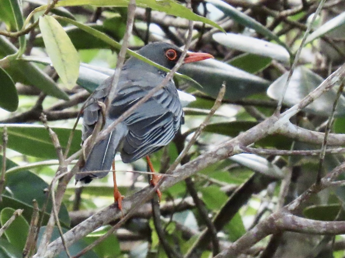 Eastern Red-legged Thrush - ML651687231