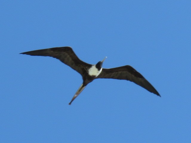 Magnificent Frigatebird - ML651687255