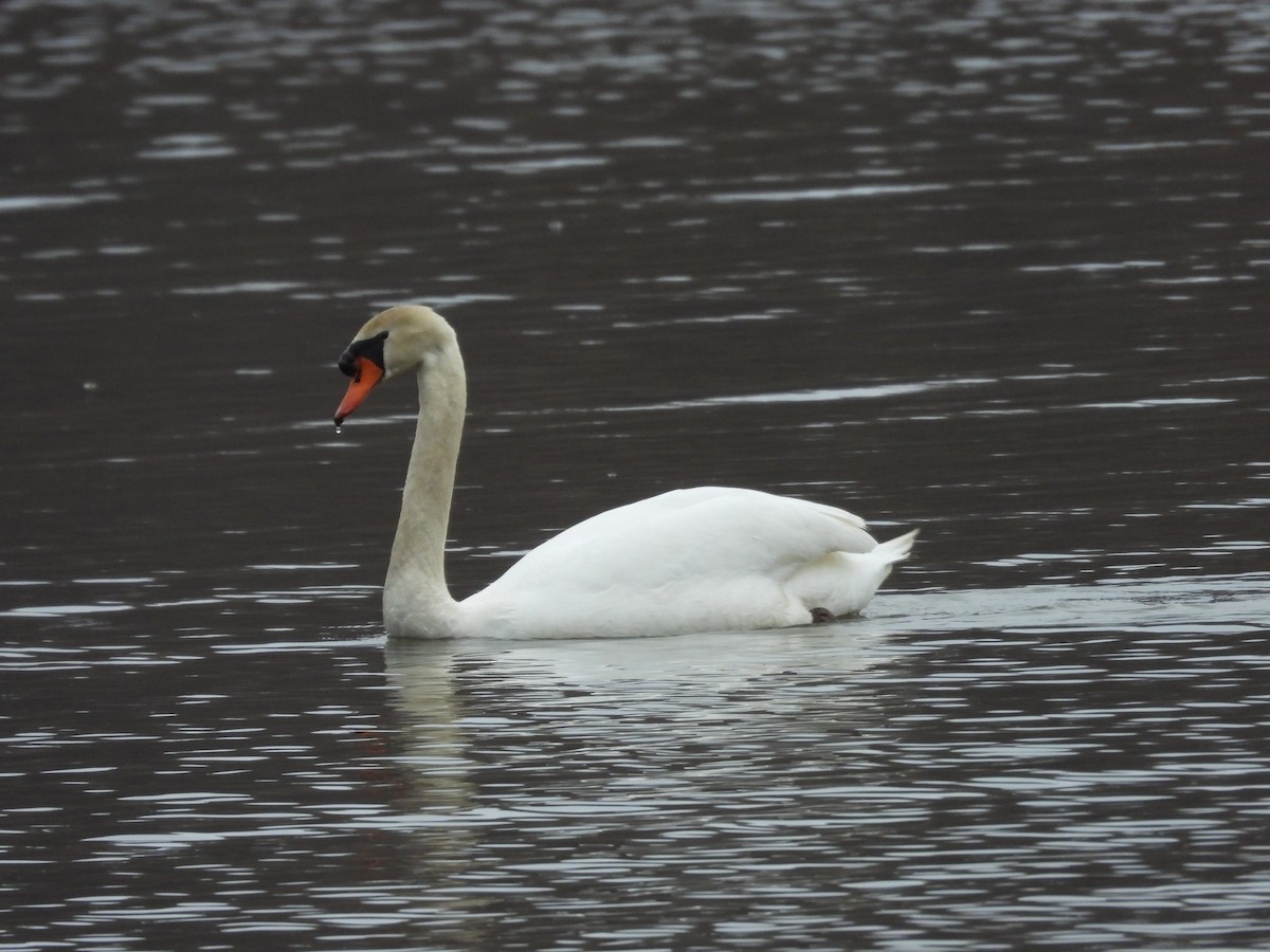 Cigno reale - ML651687398