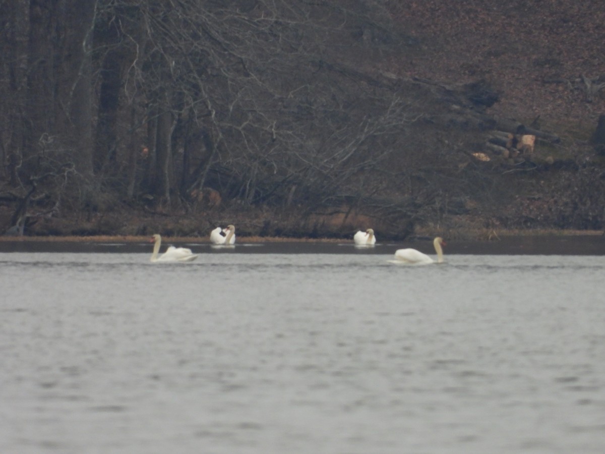 Cigno reale - ML651687404