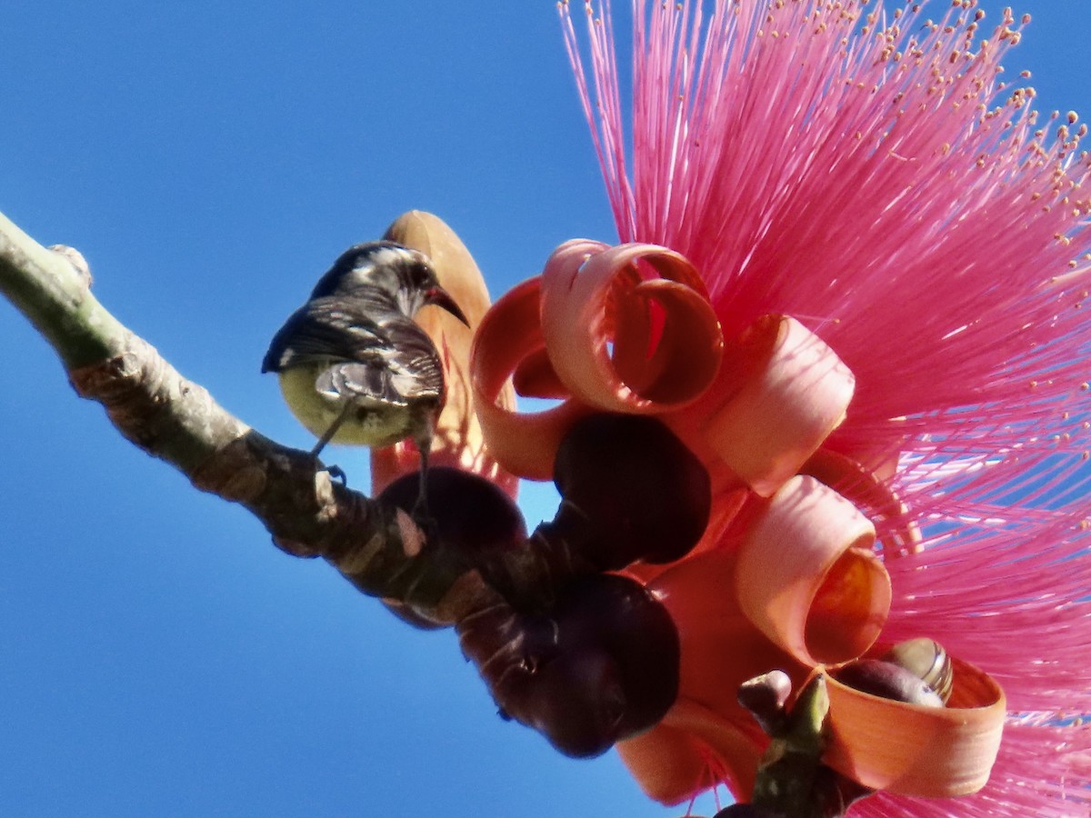 Bananaquit - ML651687542