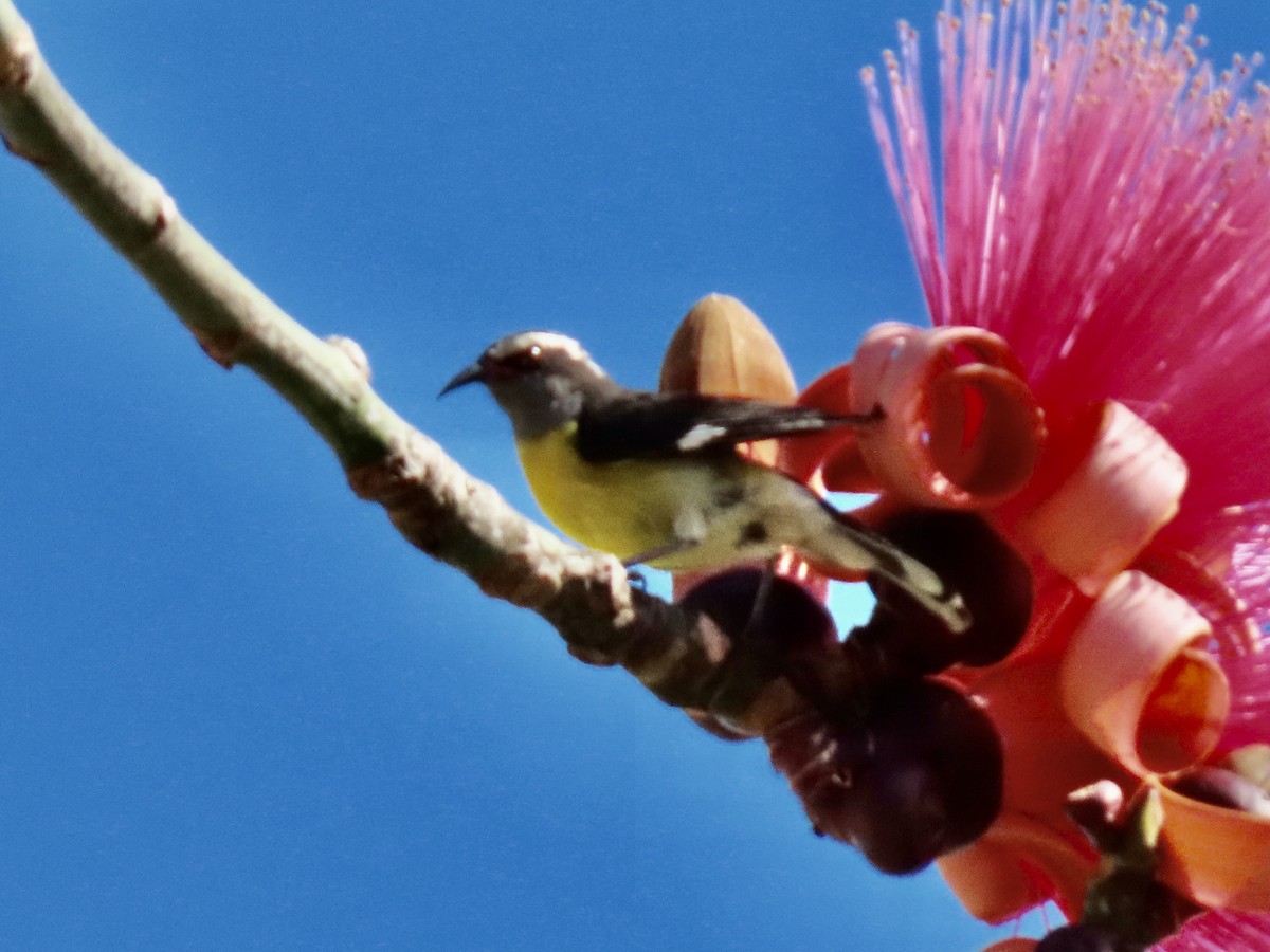 Bananaquit - ML651687548