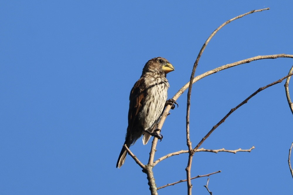 Grosbeak Weaver - ML651688320