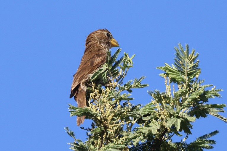 Grosbeak Weaver - ML651688389