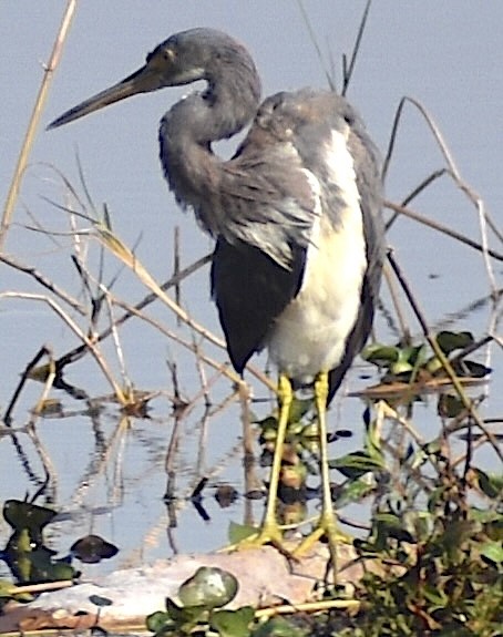 Great Blue Heron - ML651688592