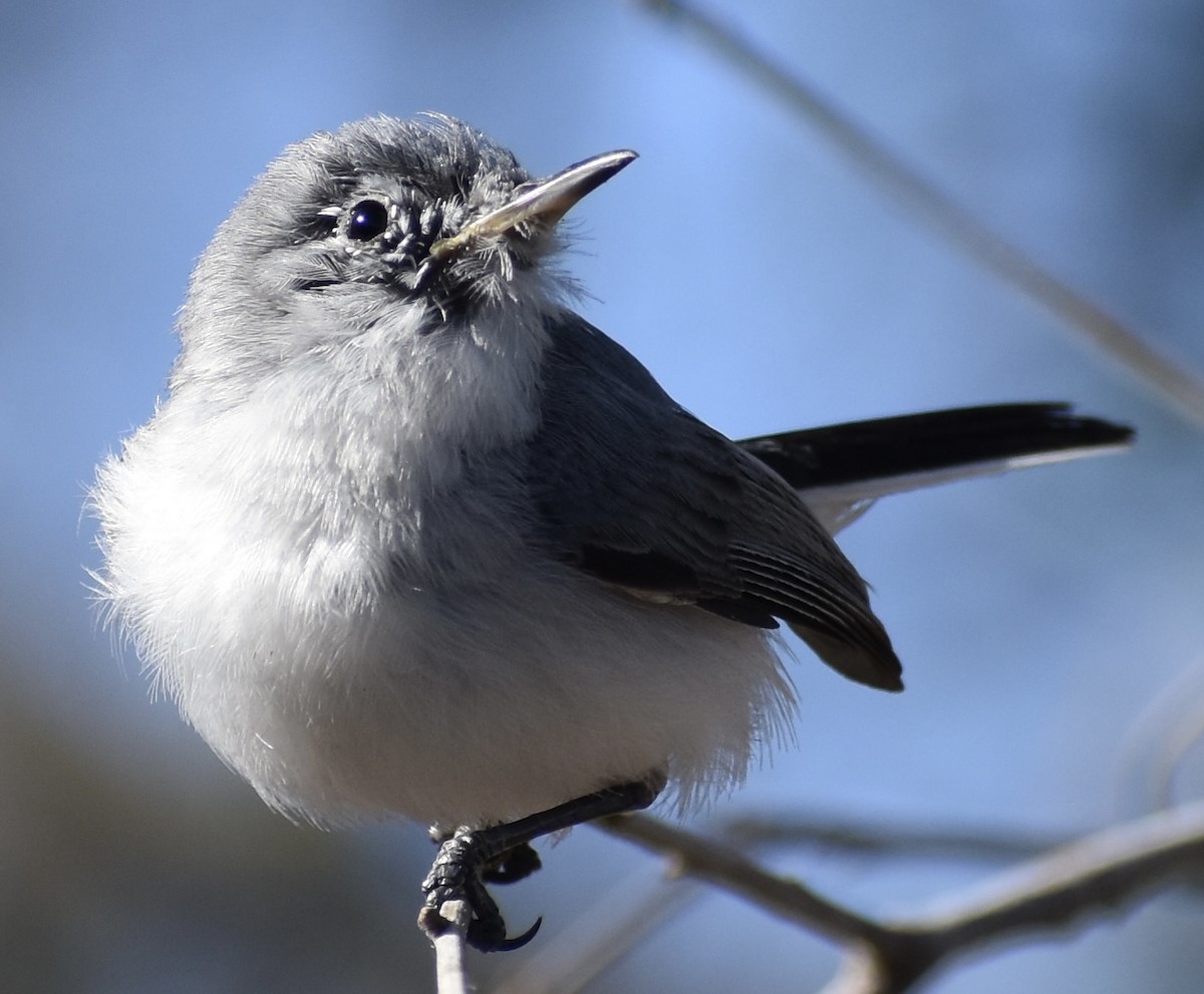 Blue-gray Gnatcatcher - ML651688629