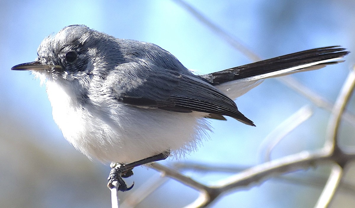 Blue-gray Gnatcatcher - ML651688633