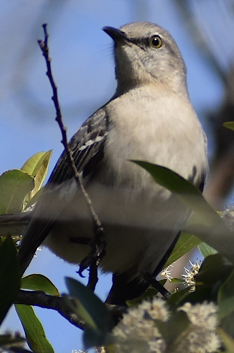 Northern Mockingbird - ML651688645