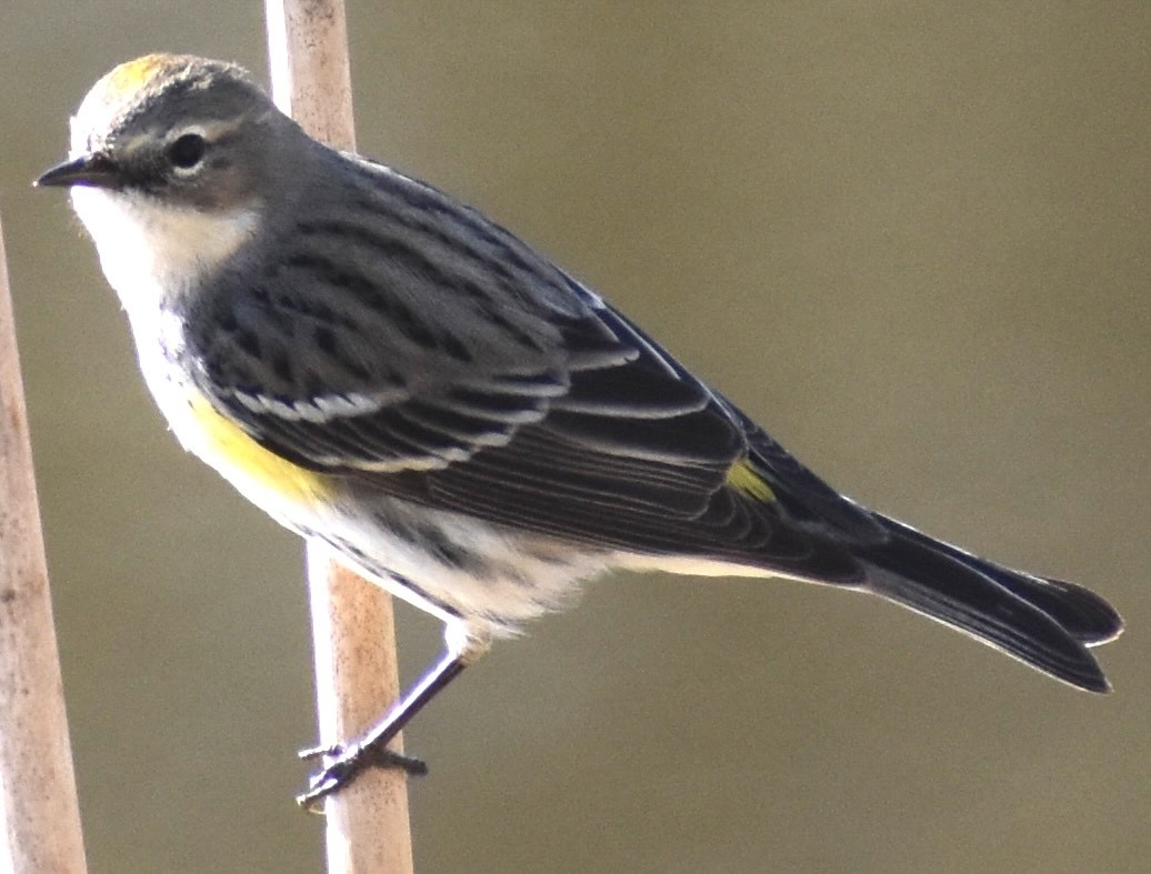 Yellow-rumped Warbler - ML651688679