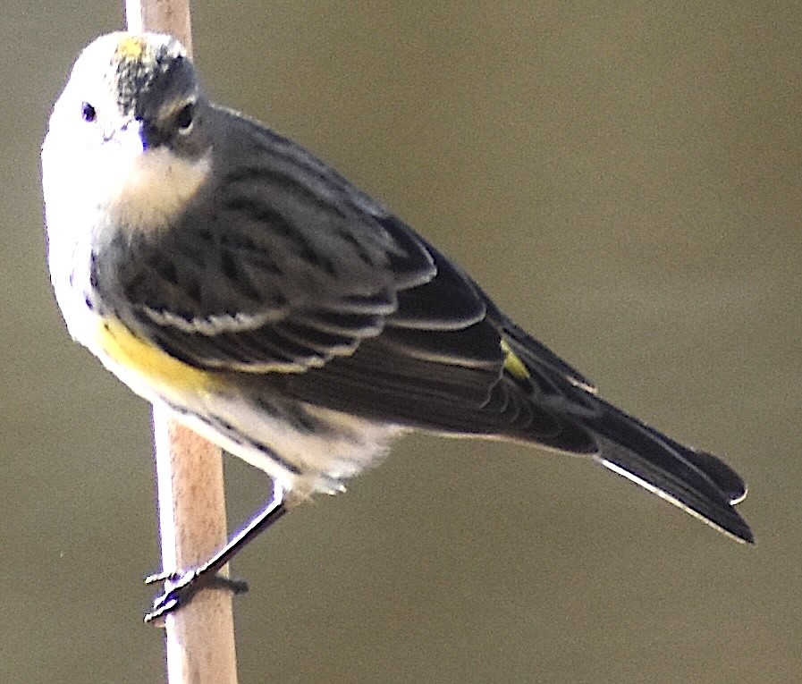 Yellow-rumped Warbler - ML651688682