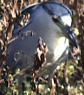 Ногоовор зашин - ML651688794