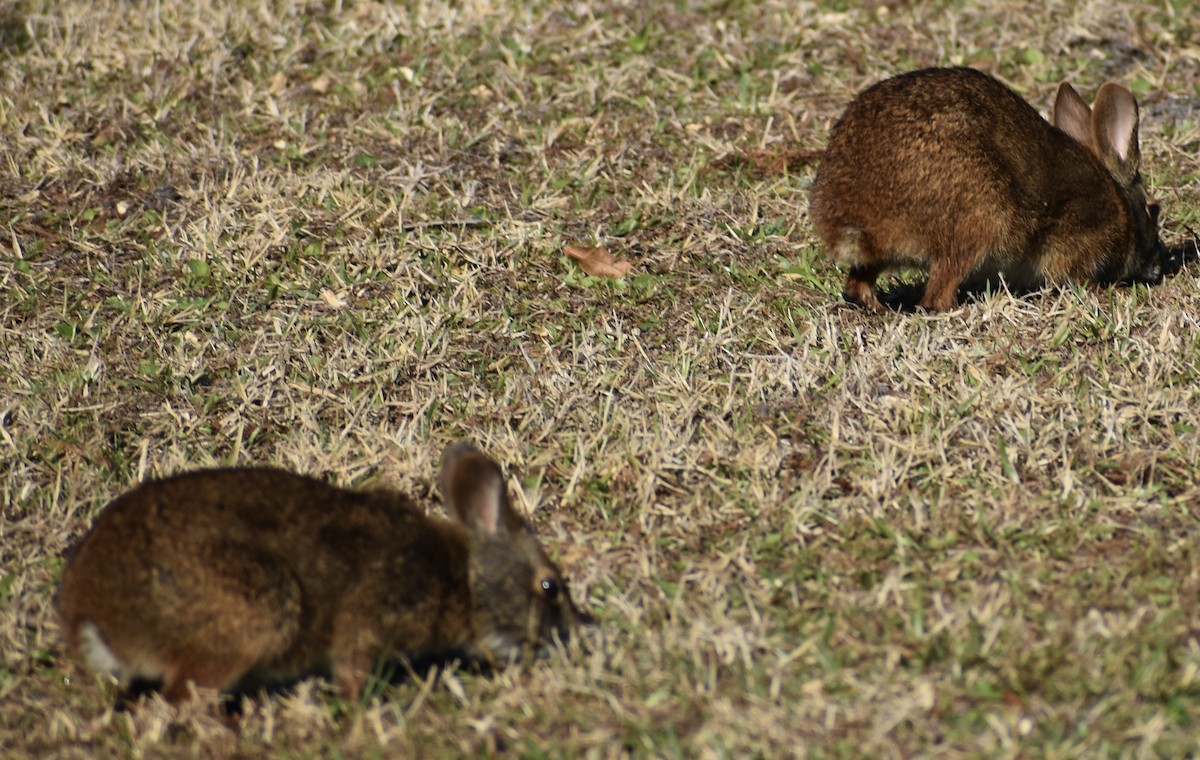 Mammals - ML651688845