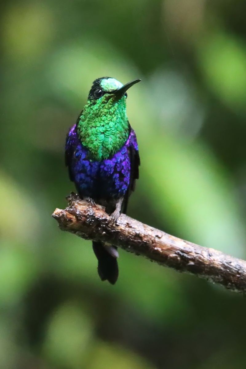 Фиолетоволобая талурания [группа fannyae] - ML651688887