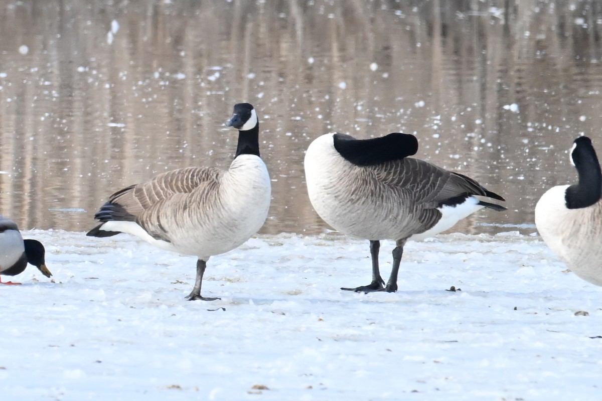 Канад галуу - ML651689192
