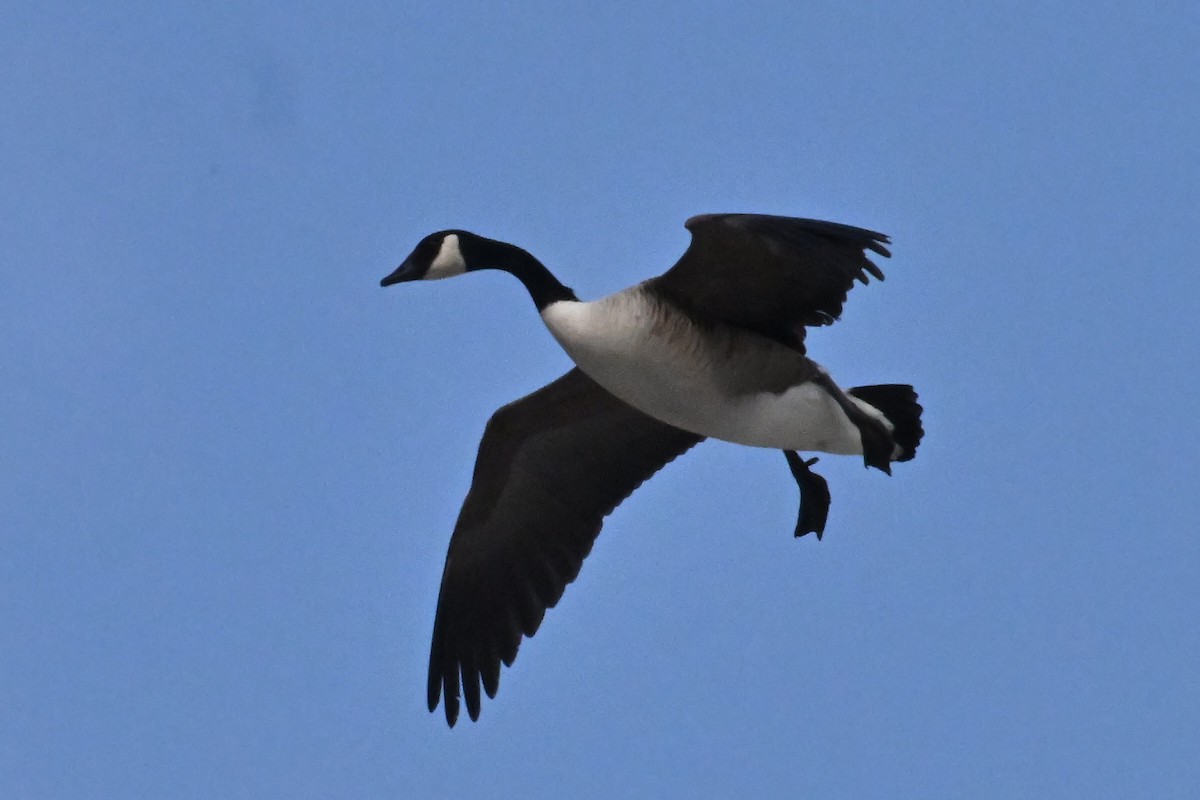 Канад галуу - ML651689193