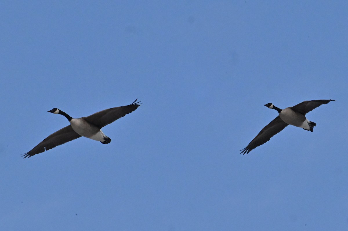 Канад галуу - ML651689194