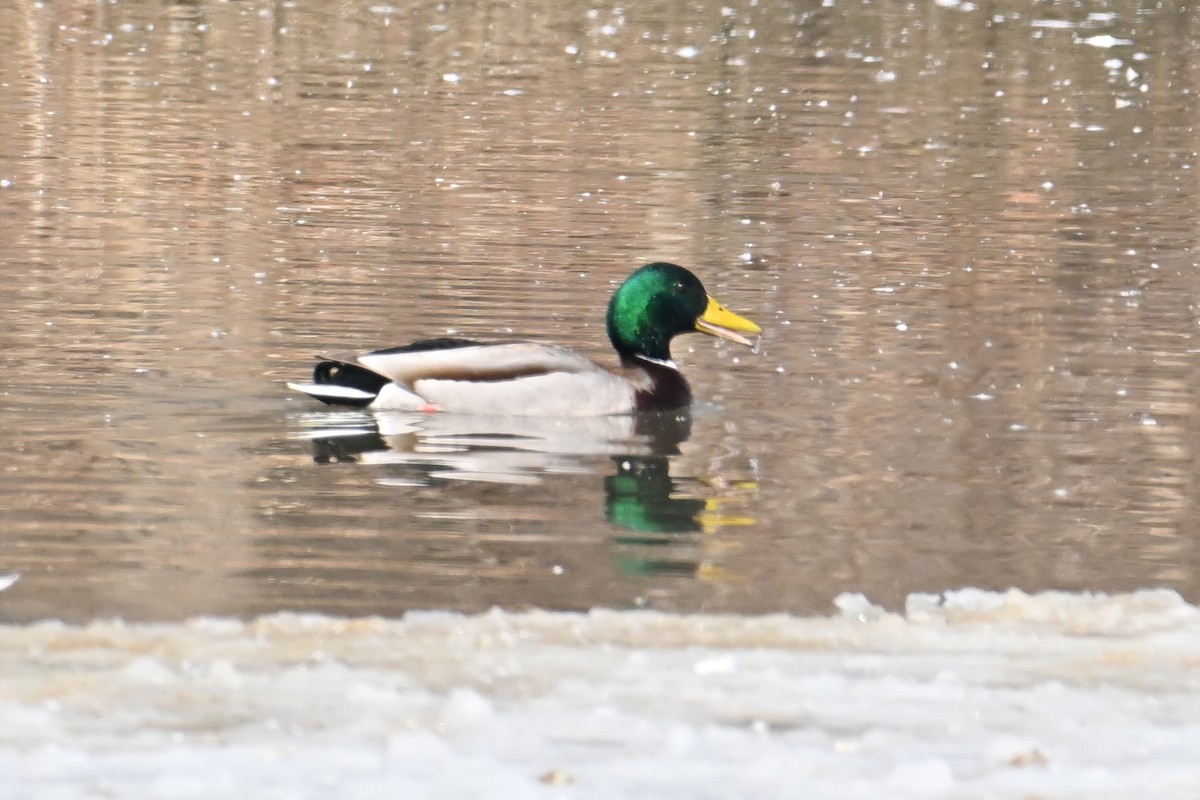 Зэрлэг нугас - ML651689205