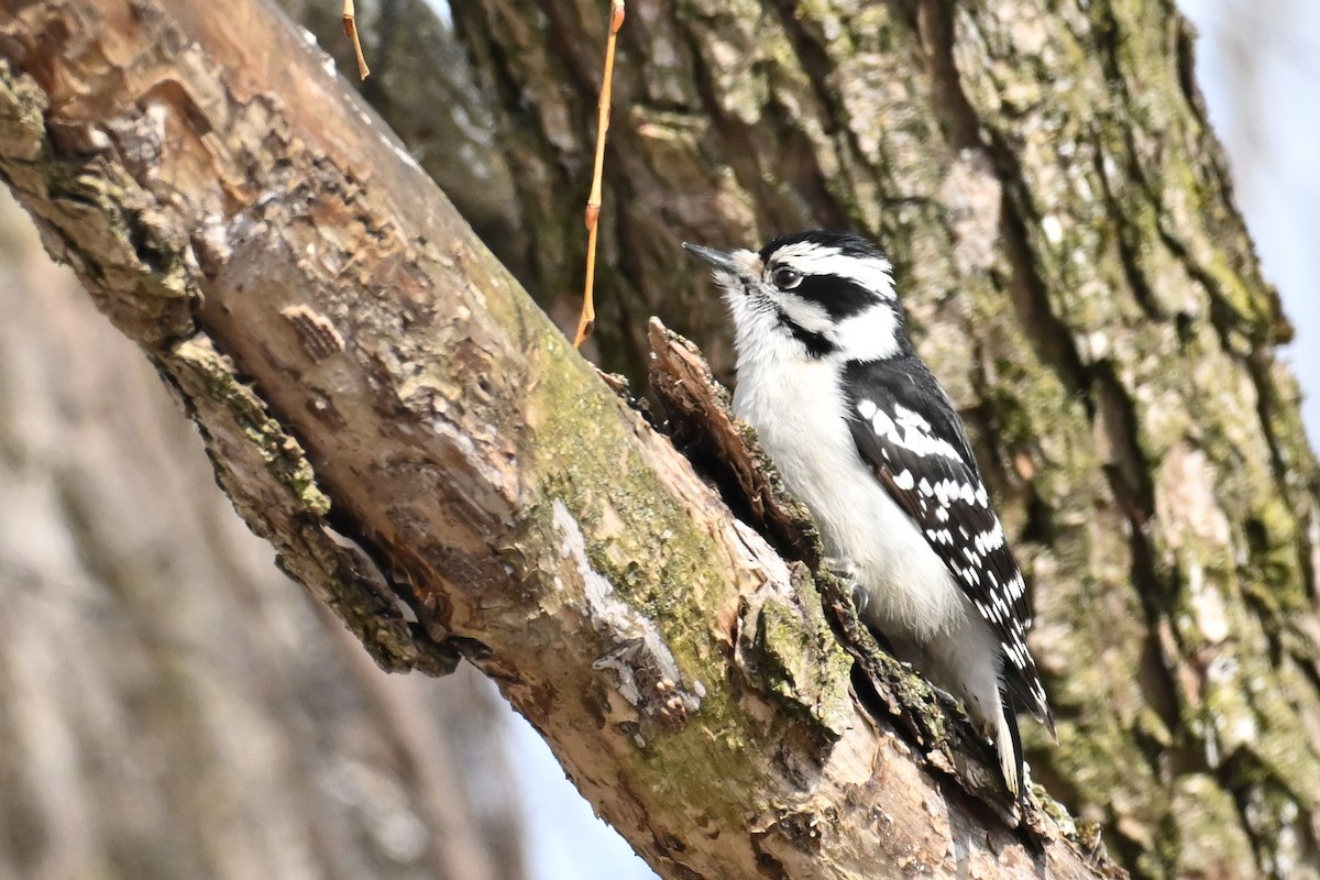 Downy Woodpecker - ML651689220