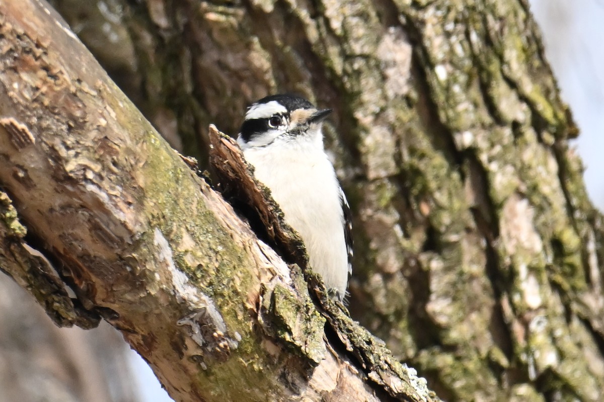 Downy Woodpecker - ML651689221