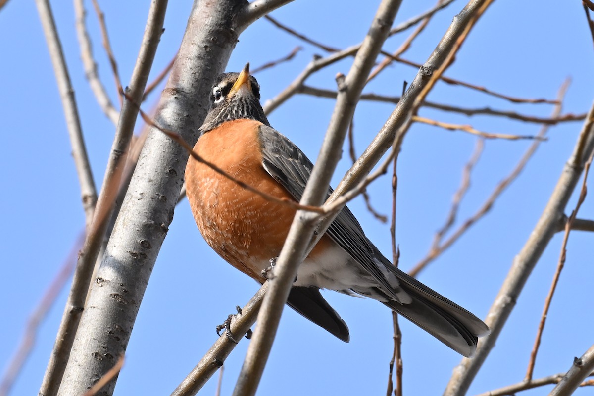 American Robin - ML651689250