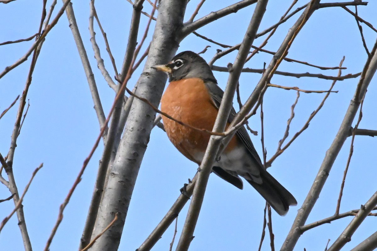 American Robin - ML651689251