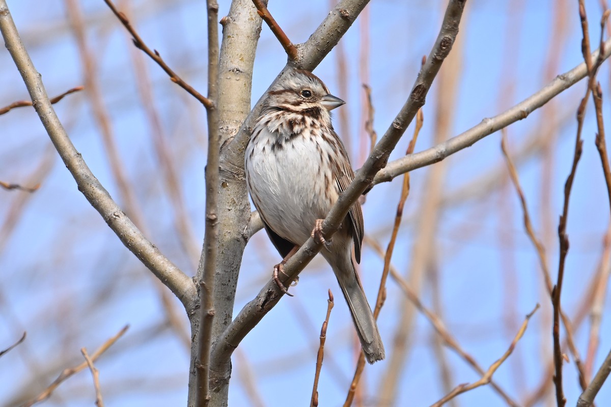 Song Sparrow - ML651689290