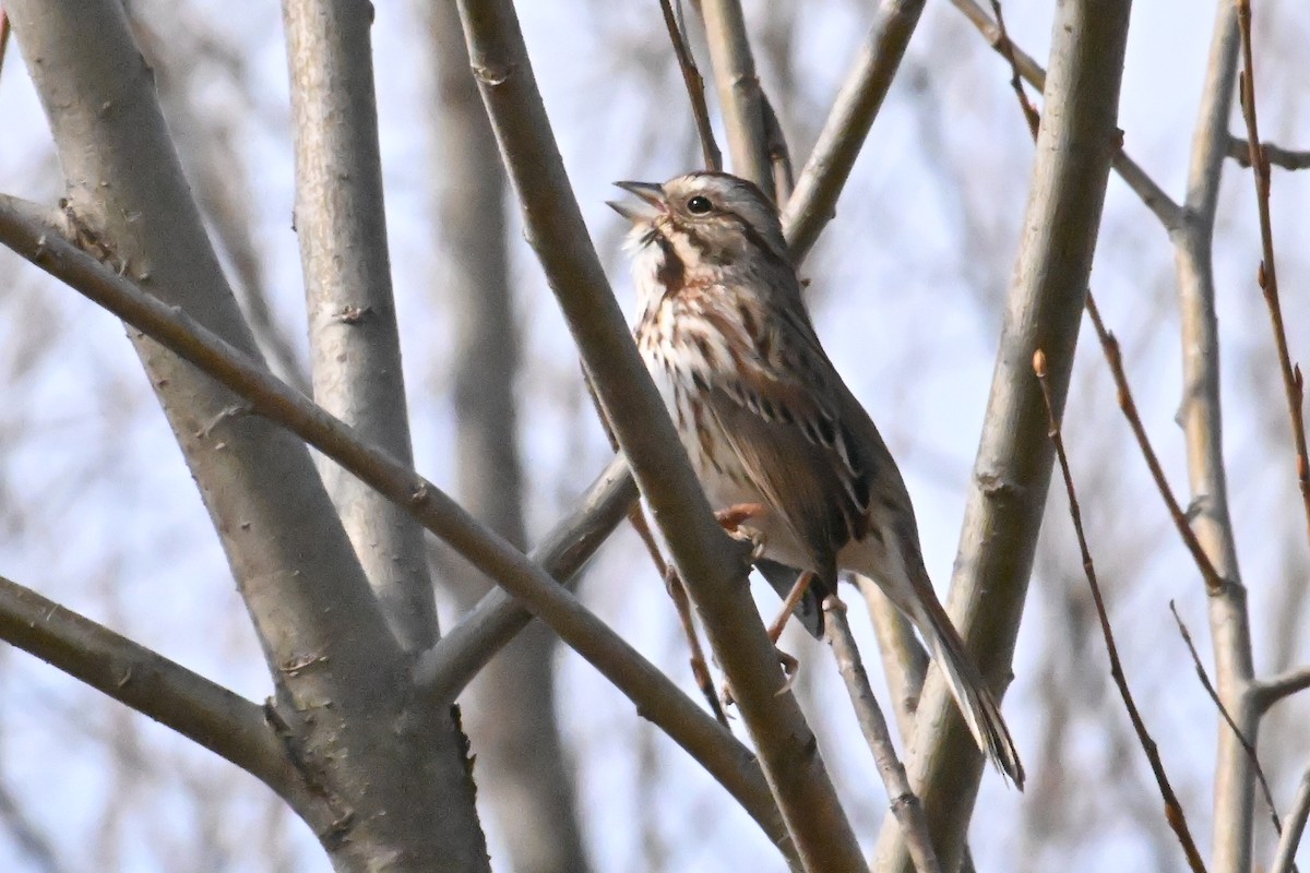 Song Sparrow - ML651689291