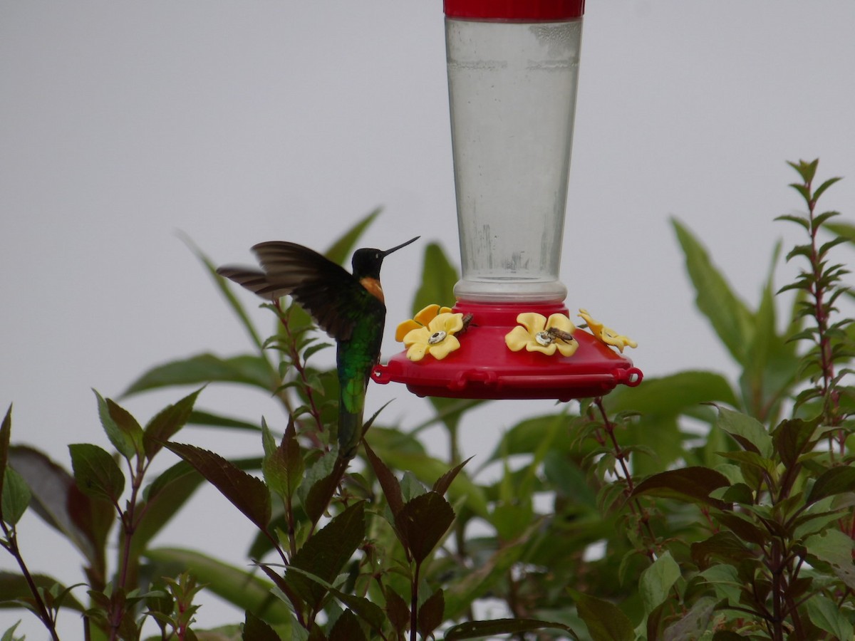 Gould's Inca - ML651689706