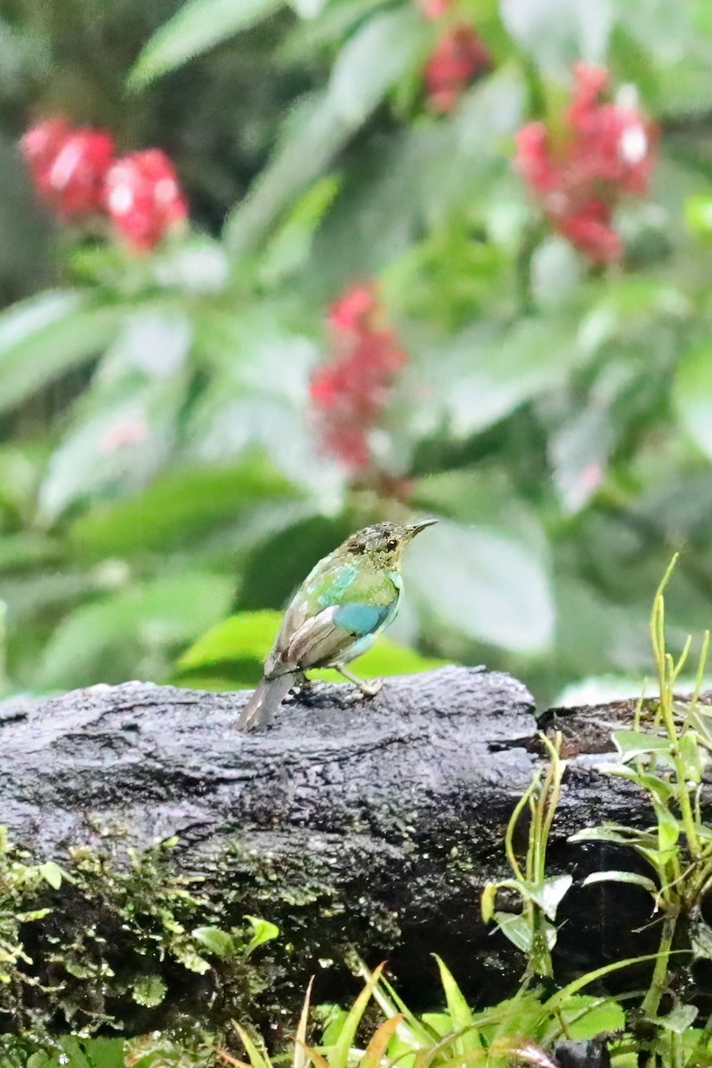 Малахитовый саи - ML651689957