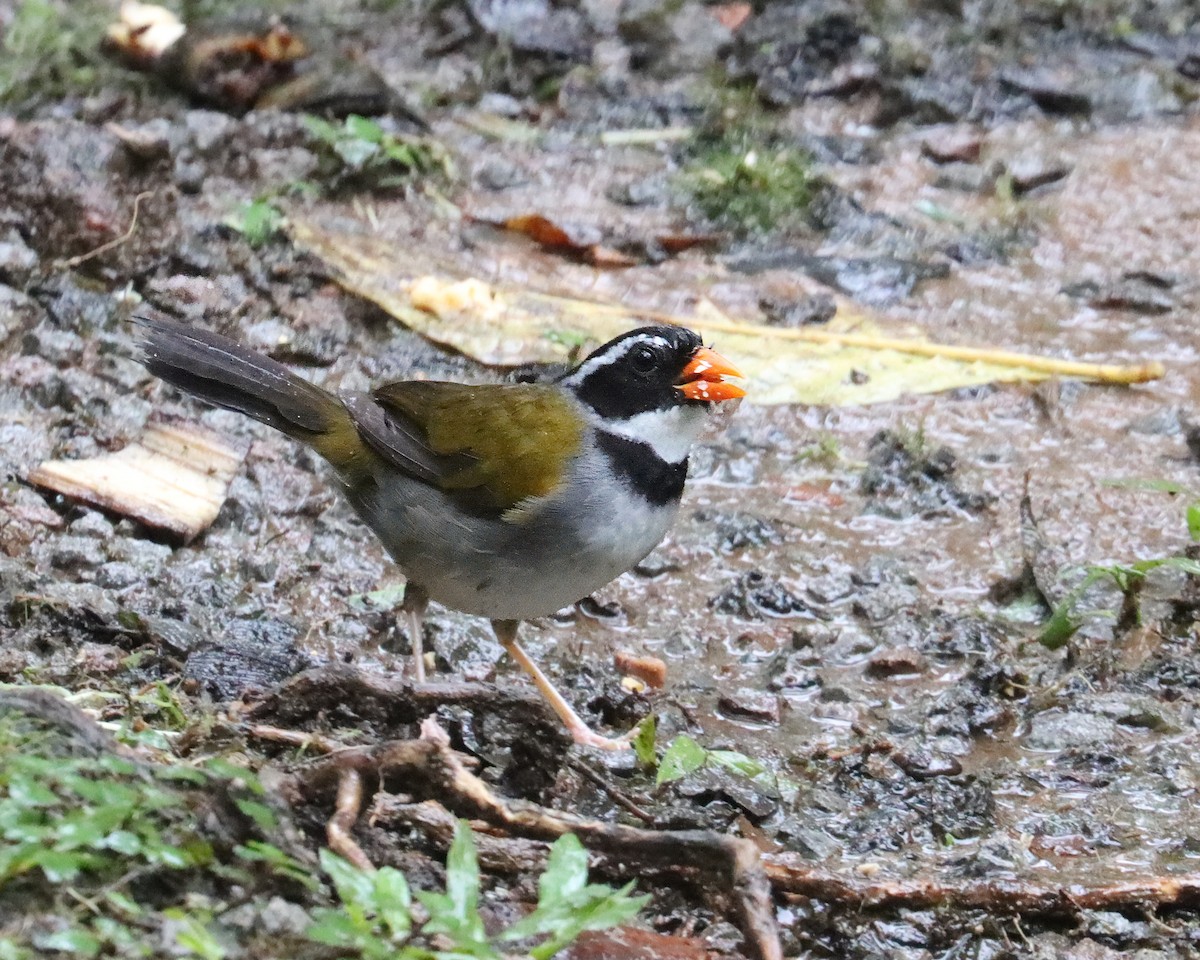 Оранжевоклювый тохи [группа aurantiirostris] - ML651690442