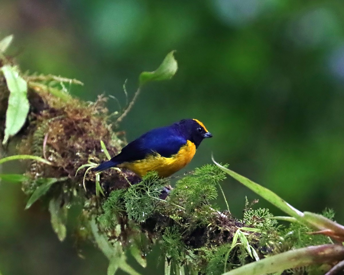 Оранжевобрюхая эуфония - ML651690771