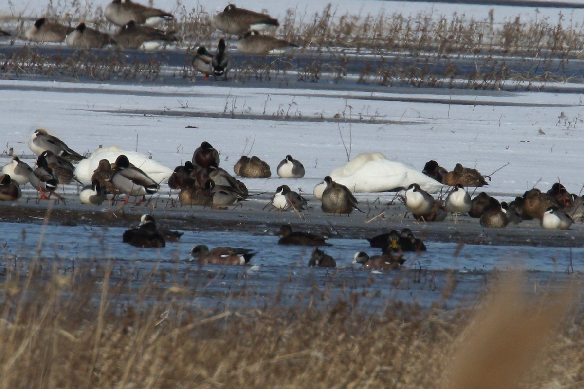 hvízdák americký - ML651691114