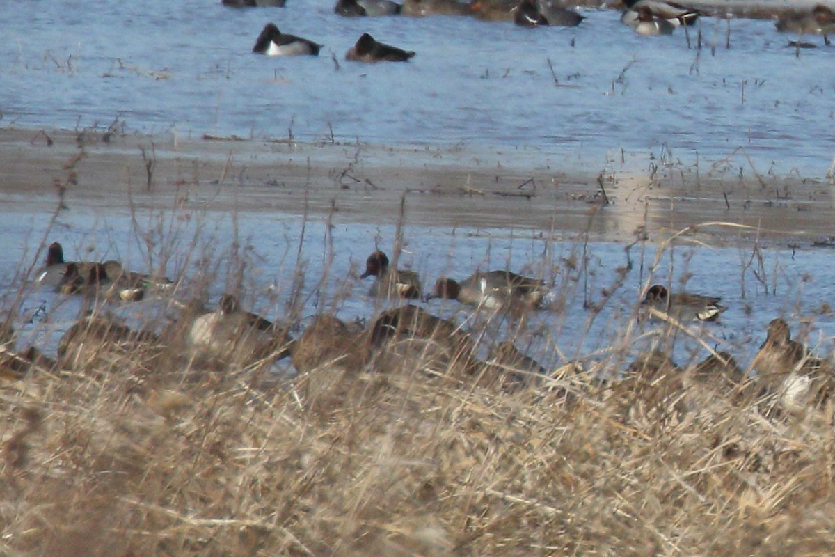 čírka obecná - ML651691153