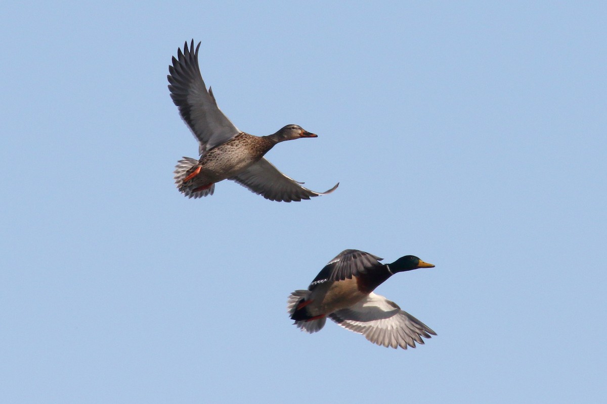 kachna divoká - ML651691179