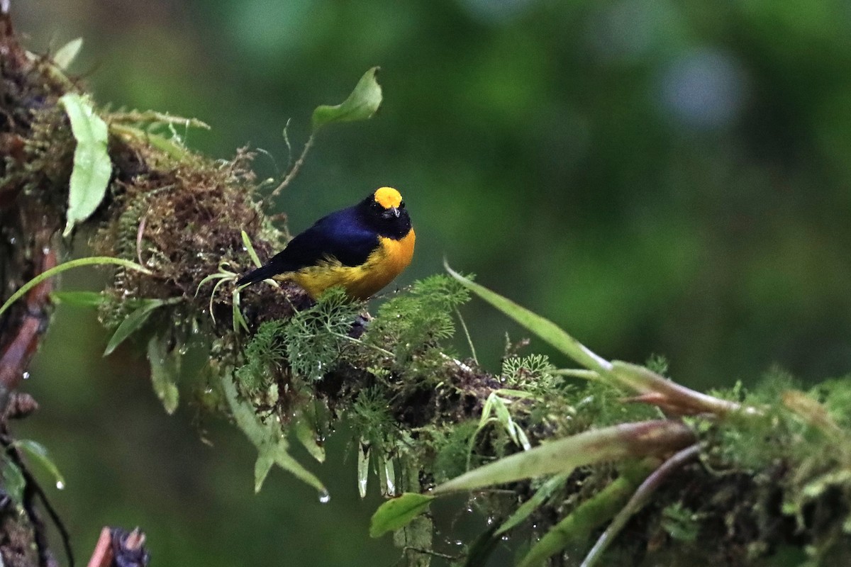 Оранжевобрюхая эуфония - ML651691257