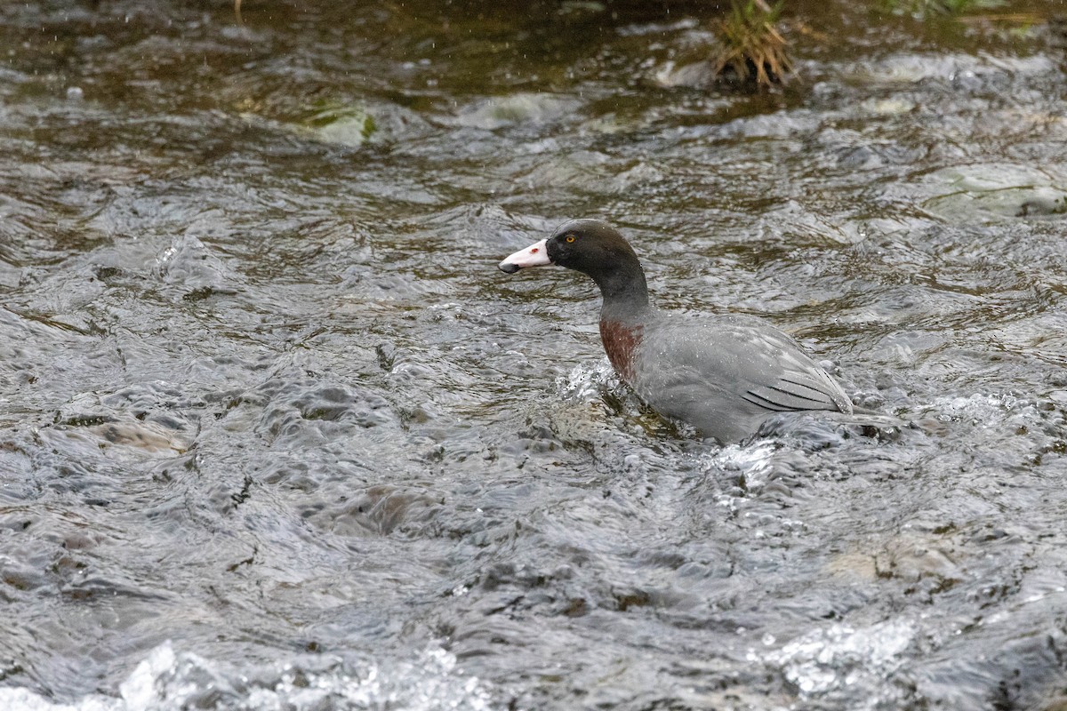 Качка новозеландська - ML651691920