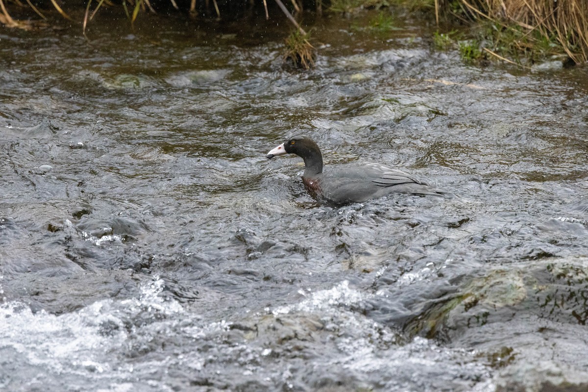 Качка новозеландська - ML651691923