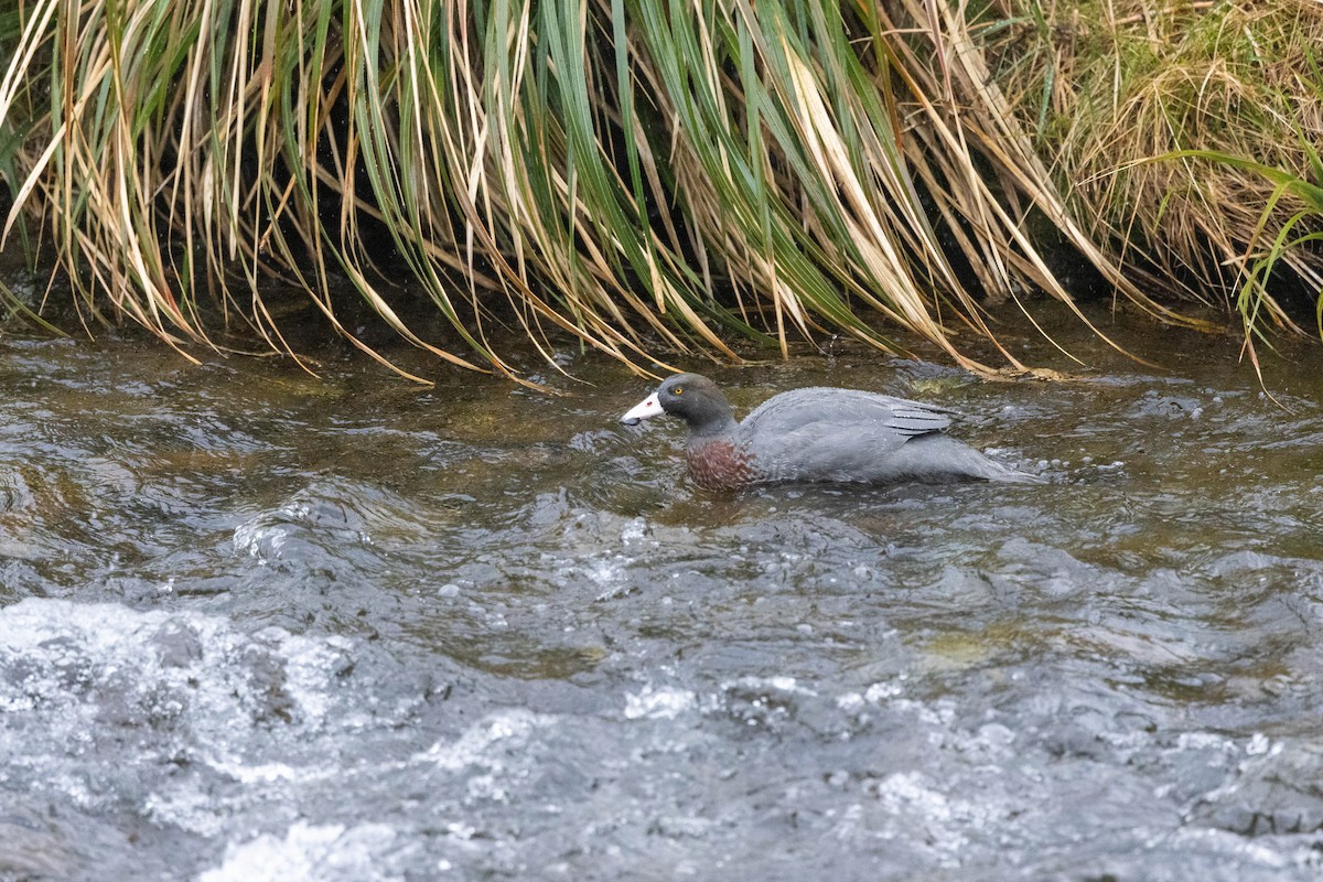 Качка новозеландська - ML651691924