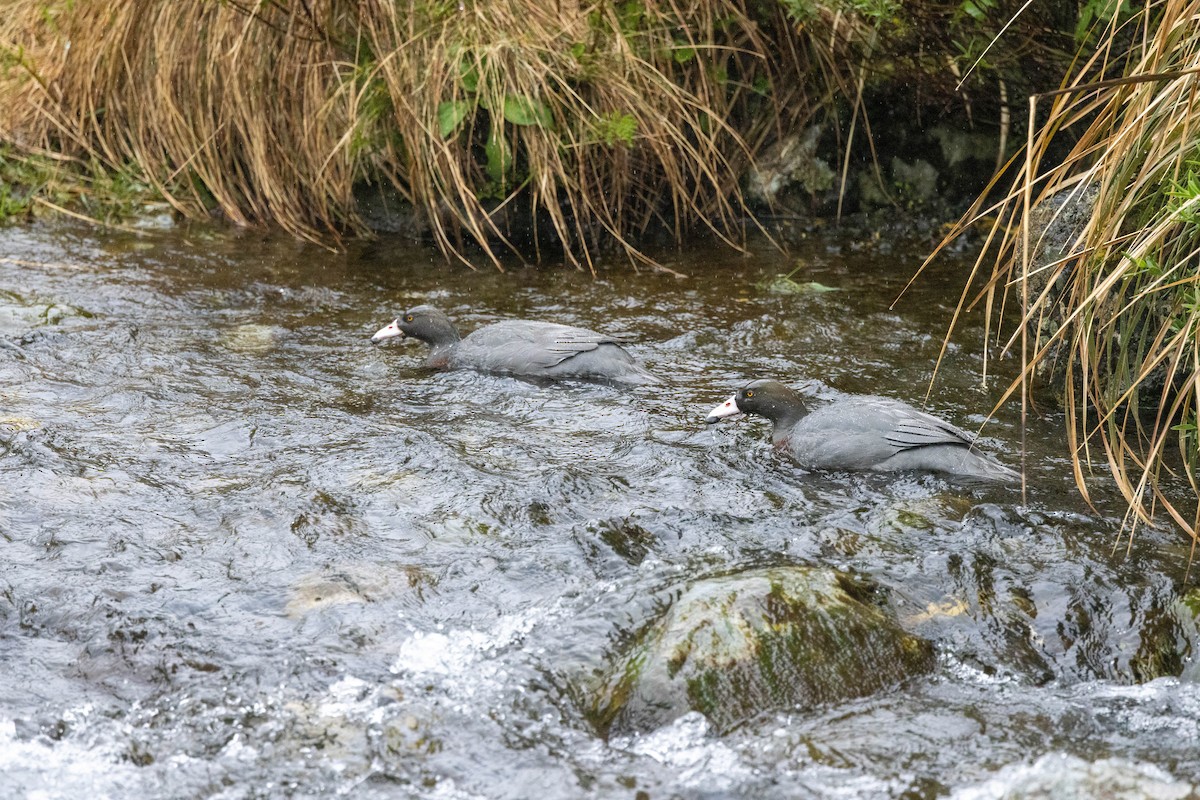 Качка новозеландська - ML651691925