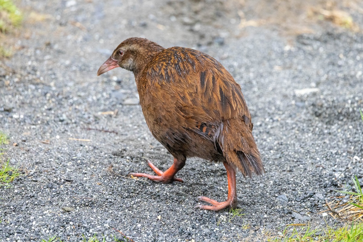 Уека - ML651691949