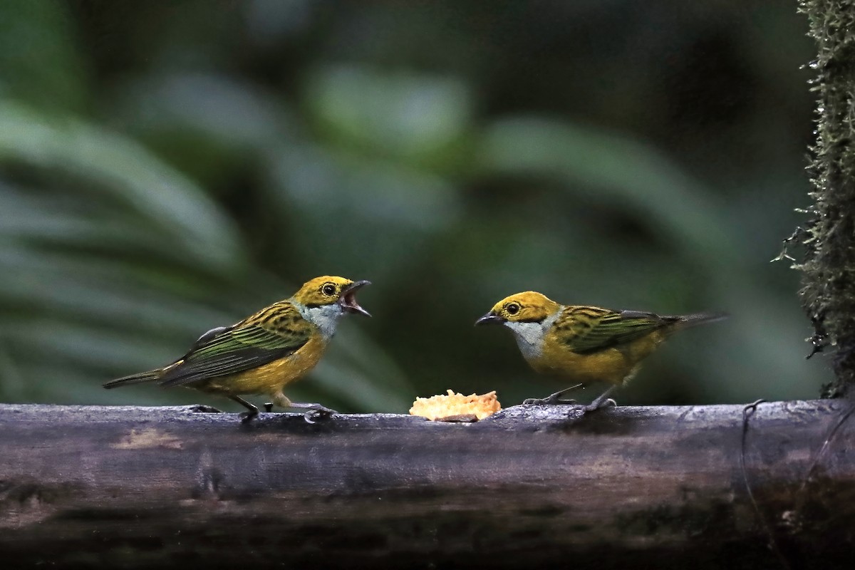 Серебристогорлая танагра - ML651692326