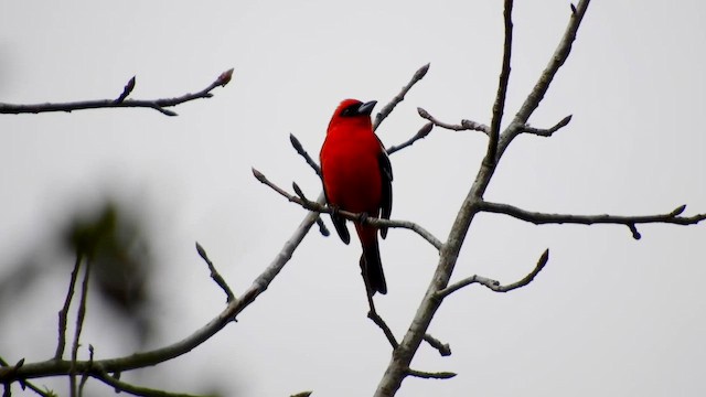 White-winged Tanager - ML651692487
