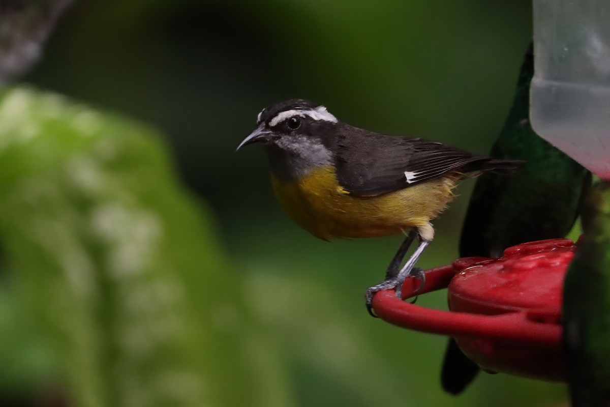 Банановая кареба, сахарная цветочница [группа luteola] - ML651693266