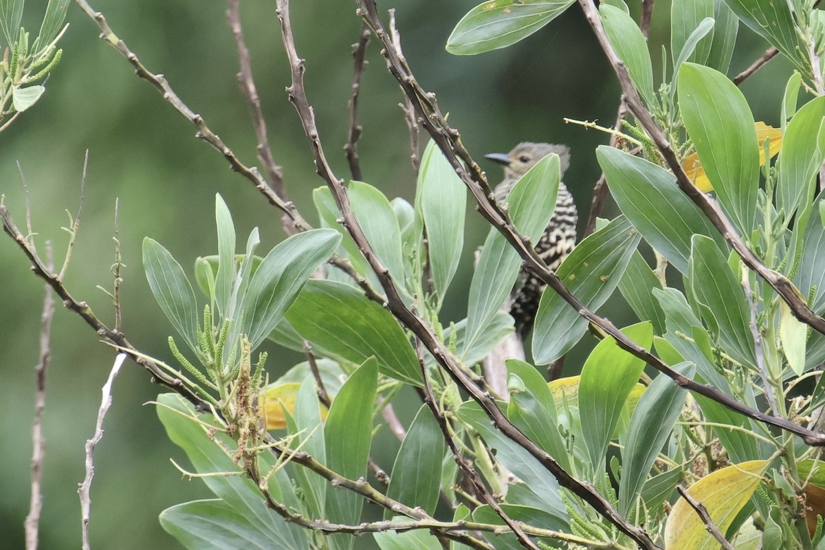 ヒメカレハゲラ - ML651693390