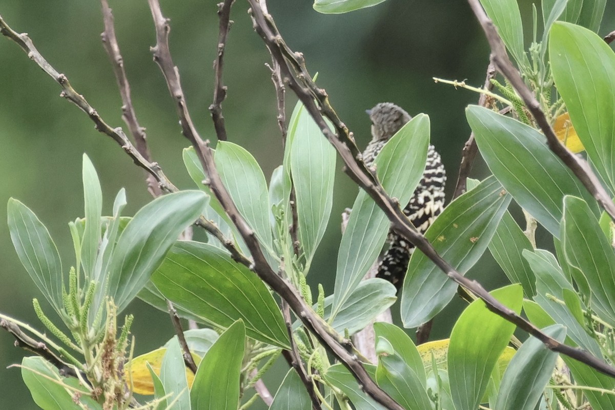 ヒメカレハゲラ - ML651693393